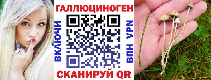 маркетплейс Telegram Темрюк Псилоцибиновые грибы GOLDEN TEACHER